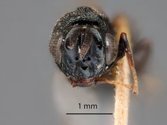Perilampus canadensis by the Smithsonian. Used under a CC0 license.