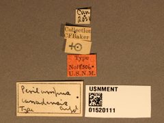 Perilampus canadensis by the Smithsonian. Used under a CC0 license.