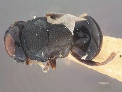 Perilampus keralensis by the Smithsonian. Used under a CC0 license.