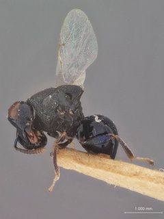 Perilampus keralensis by the Smithsonian. Used under a CC0 license.