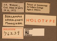 Perilampus keralensis by the Smithsonian. Used under a CC0 license.