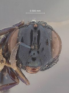 Perilampus keralensis by the Smithsonian. Used under a CC0 license.