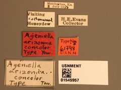 Ageniella (Priophanes) arizonica concolor by the Smithsonian. Used under a CC0 license.