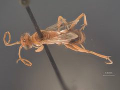 Ageniella (Priophanes) arizonica concolor by the Smithsonian. Used under a CC0 license.