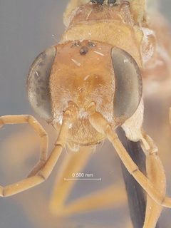 Ageniella (Priophanes) arizonica concolor by the Smithsonian. Used under a CC0 license.