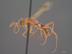 Ageniella (Priophanes) arizonica concolor by the Smithsonian. Used under a CC0 license.