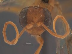 Ageniella (Priophanes) faceta ventralis by the Smithsonian. Used under a CC0 license.