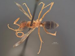 Ageniella (Priophanes) faceta ventralis by the Smithsonian. Used under a CC0 license.