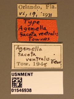 Ageniella (Priophanes) faceta ventralis by the Smithsonian. Used under a CC0 license.