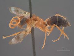Ageniella (Priophanes) faceta ventralis by the Smithsonian. Used under a CC0 license.