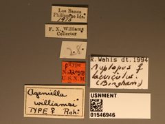 Ageniella williamsi by the Smithsonian. Used under a CC0 license.