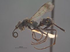 Ageniella williamsi by the Smithsonian. Used under a CC0 license.