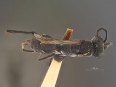 Ageniella williamsi by the Smithsonian. Used under a CC0 license.