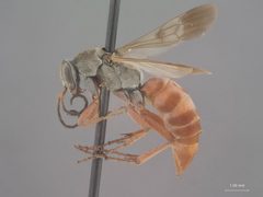 Allaporus fascipennis by the Smithsonian. Used under a CC0 license.