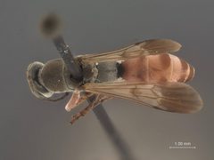 Allaporus fascipennis by the Smithsonian. Used under a CC0 license.