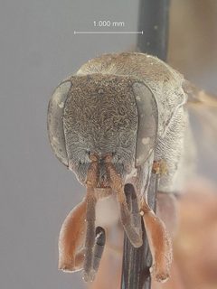 Allaporus fascipennis by the Smithsonian. Used under a CC0 license.