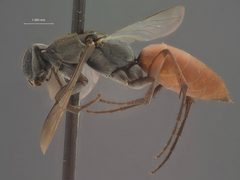 Allaporus mexicanus by the Smithsonian. Used under a CC0 license.
