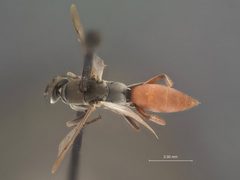 Allaporus mexicanus by the Smithsonian. Used under a CC0 license.