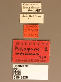 Allaporus mexicanus by the Smithsonian. Used under a CC0 license.