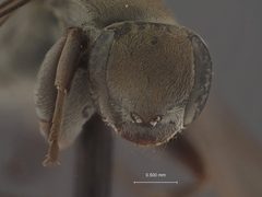 Allaporus mexicanus by the Smithsonian. Used under a CC0 license.