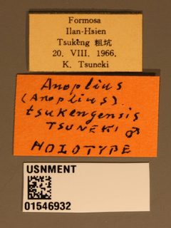 Anoplius (Anoplius) tsukengensis by the Smithsonian. Used under a CC0 license.