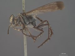 Aporinellus bakeri by the Smithsonian. Used under a CC0 license.