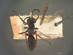 Aporinellus californica by the Smithsonian. Used under a CC0 license.