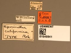 Aporinellus californica by the Smithsonian. Used under a CC0 license.
