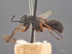 Aporinellus californica by the Smithsonian. Used under a CC0 license.