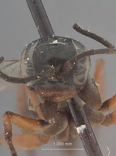 Aporinellus californica by the Smithsonian. Used under a CC0 license.