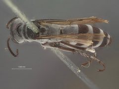 Aporinellus laticeps by the Smithsonian. Used under a CC0 license.