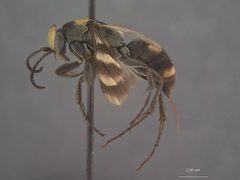 Aporus (Odontoporus) comptus by the Smithsonian. Used under a CC0 license.