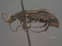 Aporus (Neoplaniceps) funestus by the Smithsonian. Used under a CC0 license.