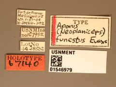 Aporus (Neoplaniceps) funestus by the Smithsonian. Used under a CC0 license.