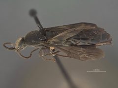 Aporus (Neoplaniceps) funestus by the Smithsonian. Used under a CC0 license.