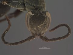 Aporus (Neoplaniceps) funestus by the Smithsonian. Used under a CC0 license.