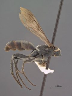 Aporus (Aporus) zapotecus by the Smithsonian. Used under a CC0 license.
