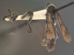 Aporus (Aporus) zapotecus by the Smithsonian. Used under a CC0 license.
