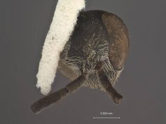 Aporus (Aporus) zapotecus by the Smithsonian. Used under a CC0 license.