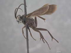 Arachnospila parvus by the Smithsonian. Used under a CC0 license.