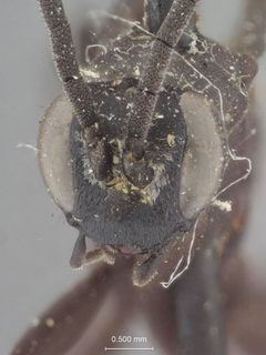 Arachnospila parvus by the Smithsonian. Used under a CC0 license.