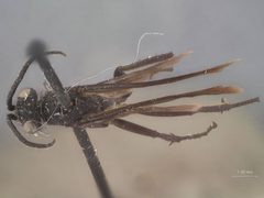 Arachnospila parvus by the Smithsonian. Used under a CC0 license.