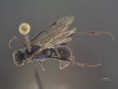 Auplopus cyanellus by the Smithsonian. Used under a CC0 license.