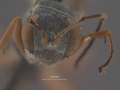 Auplopus mollis by the Smithsonian. Used under a CC0 license.