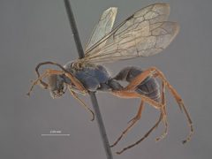 Auplopus mollis by the Smithsonian. Used under a CC0 license.