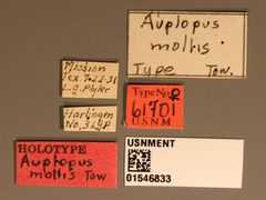 Auplopus mollis by the Smithsonian. Used under a CC0 license.