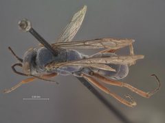 Auplopus mollis by the Smithsonian. Used under a CC0 license.