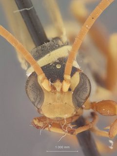 Ceropales elegans aquilonia by the Smithsonian. Used under a CC0 license.