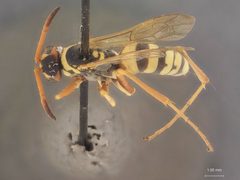 Ceropales elegans aquilonia by the Smithsonian. Used under a CC0 license.