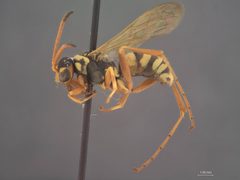 Ceropales elegans aquilonia by the Smithsonian. Used under a CC0 license.